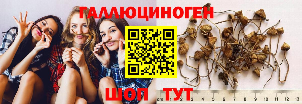 Зерноград  сколько стоит  Псилоцибиновые грибы MAGIC MUSHROOMS  Вход с VPN  Псилоцибиновые грибы GOLDEN TEACHER 
